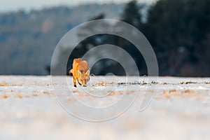 Red fox Vulpes vulpes