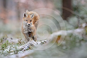 Red Fox - Vulpes vulpes