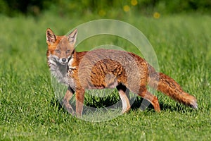 Red Fox, Vulpes vulpes