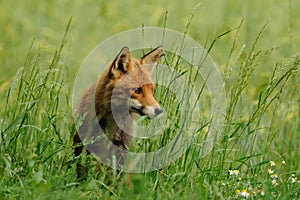 Red Fox (Vulpes Vulpes)