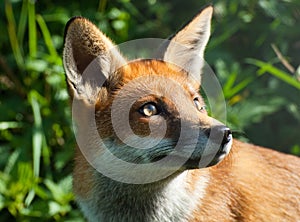 Red fox (vulpes vulpes)