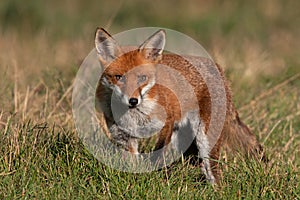 Red Fox, Vulpes vulpes