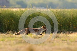 The red fox Vulpes vulpes