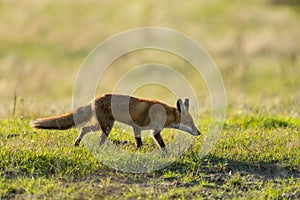 Red fox, Vulpes vulpes