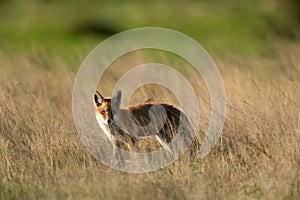 Red fox, Vulpes vulpes