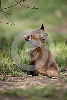 Red fox, Vulpes vulpes