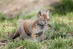 Red fox, Vulpes vulpes