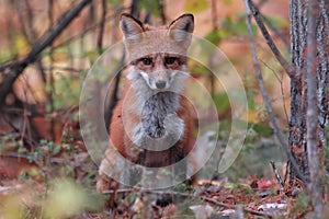 Red Fox, Vulpes Vulpes