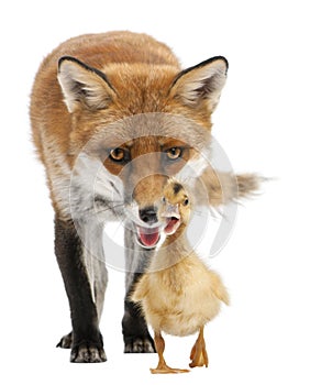 Red Fox, Vulpes vulpes, 4 years old