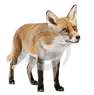 Red Fox, Vulpes vulpes, 4 years old