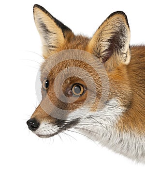 Red fox, Vulpes vulpes, 4 years old
