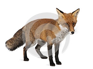 Red fox, Vulpes vulpes, 4 years old, standing