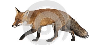 Red fox, Vulpes vulpes, 4 years old, walking