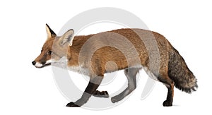 Red fox, Vulpes vulpes, 4 years old, walking