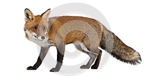 Red fox, Vulpes vulpes, 4 years old, walking