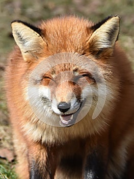 Red fox (Vulpes vulpes)