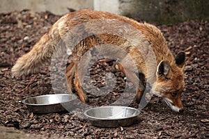 Red fox (Vulpes vulpes).