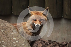 Red fox (Vulpes vulpes).