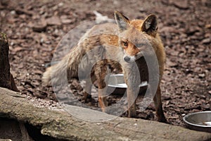 Red fox (Vulpes vulpes).