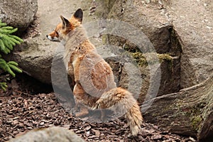 Red fox (Vulpes vulpes).