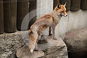 Red fox (Vulpes vulpes).