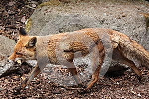 Red fox (Vulpes vulpes).