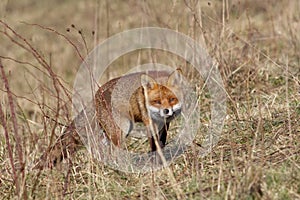 Red Fox (Vulpes vulpes)