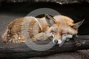 Red fox (Vulpes vulpes).