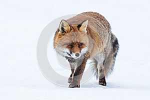 Red fox (Vulpes vulpes)