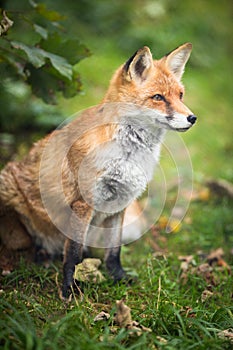 Red Fox Vulpes vulpes