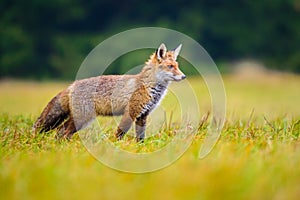 Volpe. tipo ettaro a lungo da persone. volpe è un uno da la maggioranza importante gli animali 