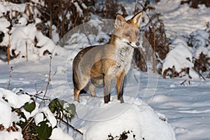 Red Fox, vulpes vulpes, Adult standing in Snow, Normandy