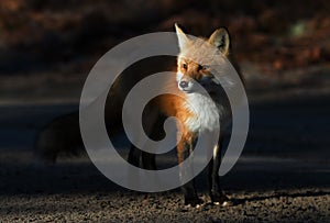 Red fox Vulpes vulpes in Algonquin Park in autumn