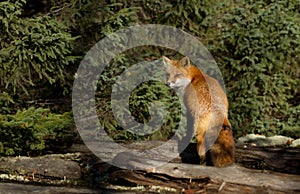 Red fox Vulpes vulpes in Algonquin Park in autumn