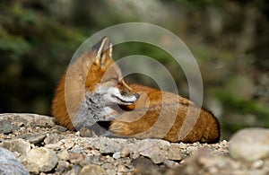 Red fox Vulpes vulpes in Algonquin Park in autumn