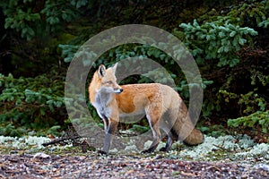 Red fox Vulpes vulpes in Algonquin Park, Canada in autumn