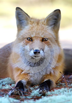 Red fox Vulpes vulpes in Algonquin Park in autumn in Canada