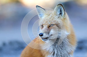 Red fox Vulpes vulpes in Algonquin Park in Canada