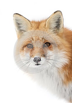 Red fox (Vulpes vulpes) with a bushy tail isolated on white background hunting in the freshly fallen snow in Algonquin