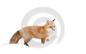 Red fox (Vulpes vulpes) with a bushy tail isolated on white background hunting in the freshly fallen snow in Algonquin