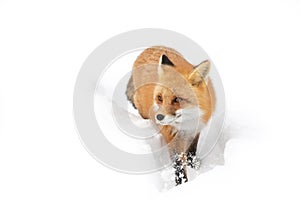 Red fox (Vulpes vulpes) with a bushy tail isolated on white background hunting in the freshly fallen snow in Algonquin