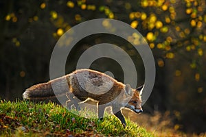 Red Fox, Vulpes vulpes, animal at green grass forest during autumn. Fox in the nature habitat. Beautiful evening sun with nice