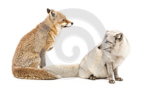 Red Fox, Vulpes vulpes and Arctic Fox, Vulpes lagopus, sitting