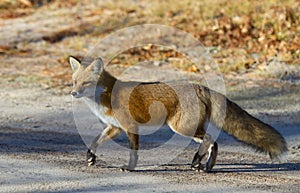 Red fox Vulpes vulpes in autumn in Algonquin Park