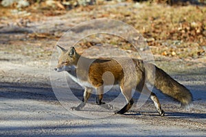 Red fox Vulpes vulpes in autumn in Algonquin Park