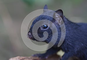 Black chipmunk