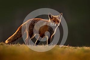 Red Fox, Vulpes vulpes, beautiful animal at green forest with flowers, in the nature habitat, evening sun with nice light