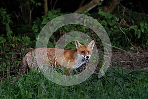 Red Fox - Vulpes vulpes, beautiful popular carnivores