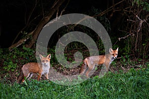 Red Fox - Vulpes vulpes, beautiful popular carnivores