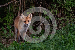 Red Fox - Vulpes vulpes, beautiful popular carnivores